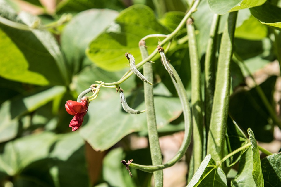 Intégrer les principes de la permaculture dans votre espace extérieur